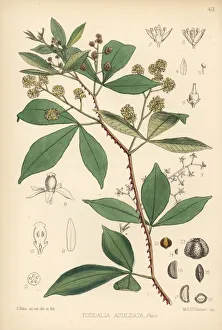 Aculeata Gallery: Orange climber, Toddalia asiatica