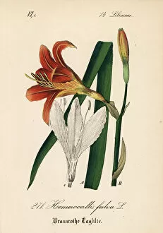 Lily Collection: Orange day lily, Hemerocallis fulva