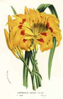 Lily Gallery: Orange day lily, Hemerocallis fulva var. angustifolia