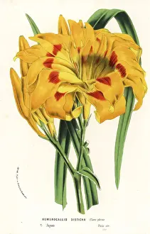 Orange day lily, Hemerocallis fulva var. angustifolia