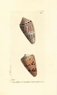 Orange flag and cobweb cone shells, Conus