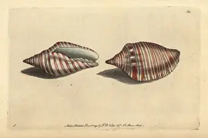 Volute Prints: Orange flag shell or orange-striped volute, Voluta arausiaca