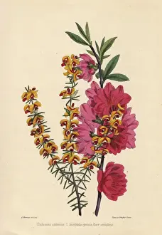 Florists Prints: Orange flowered Dichosema subinerme and crimson-flowered