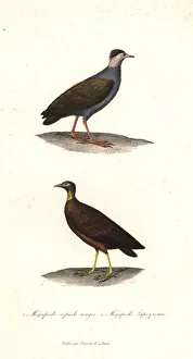 Orange-footed scrubfowl and Micronesian scrubfowl Orange-footed scrubfowl and Micronesian scrubfowl
