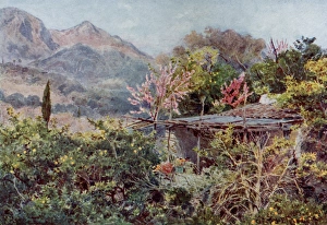 Coasts Collection: Orange Grove, Italian riviera, Italy