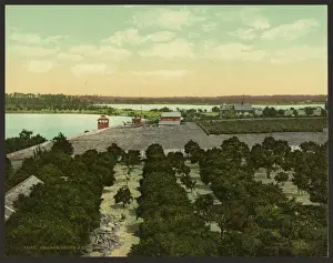 Orange grove and pineries