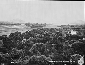 Aurantiaceae Collection: Orange Grove, St. Michael, Azores 1873