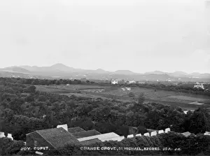 Orange Grove, St. Michael, Azores 1873