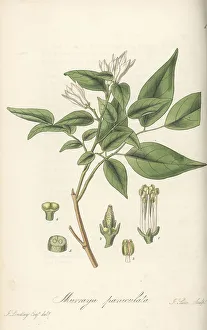 Sumatra Prints: Orange jasmine, Murraya paniculata