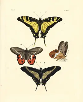 Kite Prints: Orange kite swallowtail, Pierella nereis