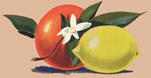 Lemon Prints: Orange and Lemon