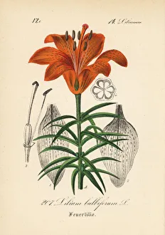 Lily Gallery: Orange lily or fire lily, Lilium bulbiferum