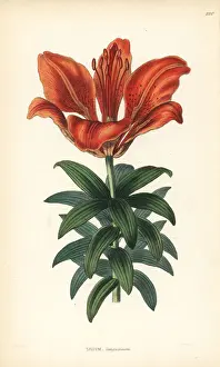 Orange lily, Lilium bulbiferum