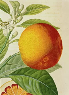 Aurantiaceae Collection: Orange de Malte, Maltese blood orange