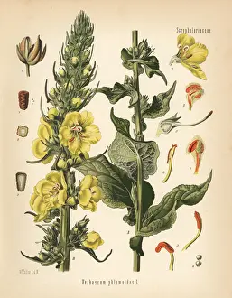 Orange mullein, Verbascum phlomoides