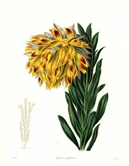 Stevens Collection: Orange nodding-head or mountain dahlia, Liparia