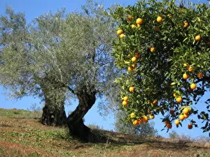 Andalucia Collection: Orange and olive trees in early spring, Andalucia, Spain
