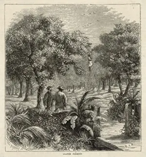 Orange Orchard, Florida
