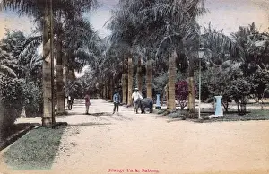 Elephants Prints: Orange Park, Sabang, Sumatra, Indonesia