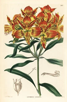 Alstroemeria Collection: Orange Peruvian lily, Alstroemeria aurea