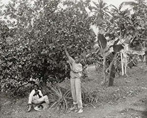 Oranges Prints: Orange-picking in Jamaica
