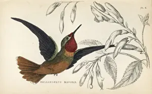 Orange-throated sunangel, Heliangelus mavors