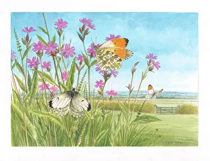 Orange Tip butterflies on Campion