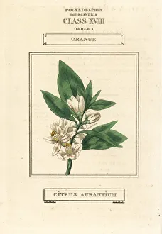 Citrus Collection: Orange tree, Citrus aurantium