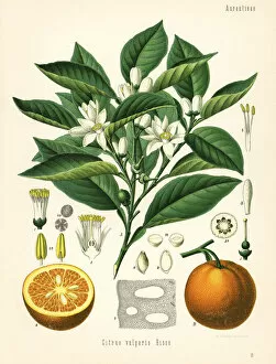 Orange tree and fruit, Citrus aurantium