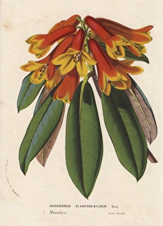 Rhododendron sp., rhododendron
