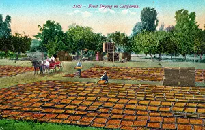Oranges Prints: Oranges dried in the sunshine - California, USA