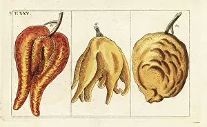 Hybrid Prints: Oranges, misshapen and bulbous forms, Citrus aurantium