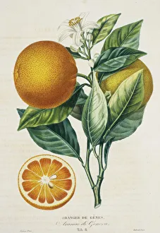 Citrus Collection: Orangier des Gcnes, Arancio di Genova