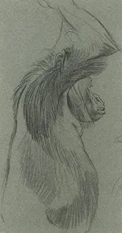Orangutang