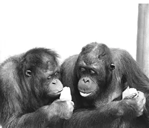 Two orangutans with ice lollies Date: circa 1960s