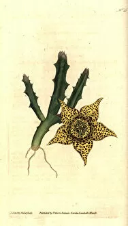 Variegated Gallery: Orbea variegata