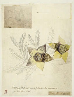Anura Gallery: Orbea variegata, toad cactus