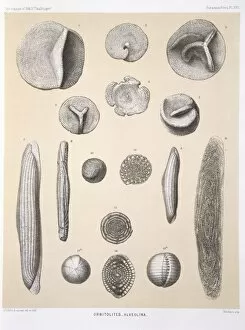 Foraminifera Collection: Orbitolites - Alveolina