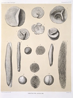 Rhizaria Collection: Orbitolites - Alveolina