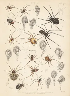 Spider Prints: Orbweaver spiders