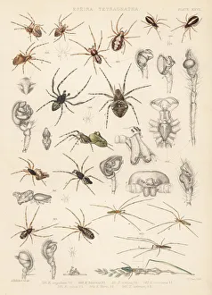 Spider Prints: Orbweaver spiders