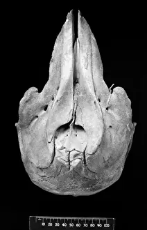 Irrawaddy Prints: Orcaella brevirostris, Irrawaddy dolphin