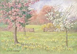 Andrews Gallery: Orchard with Daffodils - Gardens