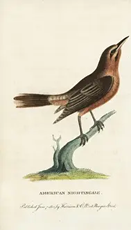 Orchard oriole, Icterus spurius