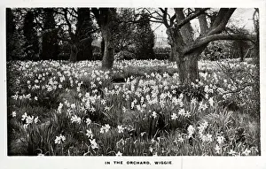 In the Orchard, Wiggie, Surrey