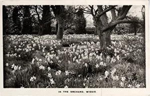The Orchard, Wiggie, Surrey
