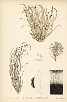 Dyers Prints: Orchella weed or dyers weed, Roccella tinctoria