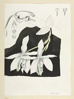 Orchid