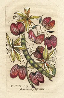 1786 Prints: Orchid tree or camel's foot, Bauhinia purpurea