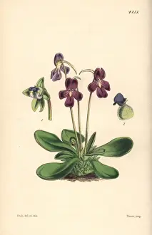 Orchis Prints: Orchis-like butterwort, Pinguicula orchidioides